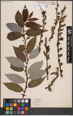 Foto von Salix discolor Muhl.